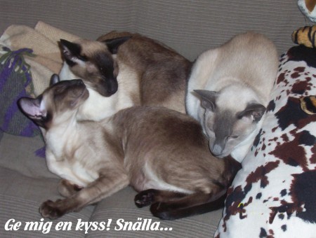 Prince, Zaraj, Ikaros